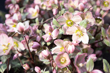pink and white flowers, spring background