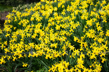 yellow flowers background, eco photography