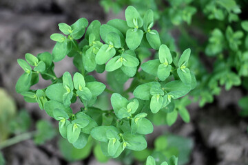 Euphorbia peplus grows in nature as a weed