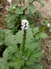 A close-up view of a flowering Heliotropium indicum plant, commonly known as Indian heliotrope, showcasing its delicate white and purple flowers clustered on a tall stem.