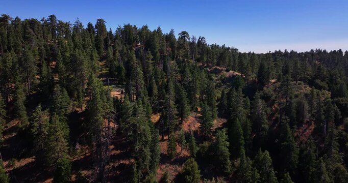 Pine Tree Forest Ojai California Aerial Video 