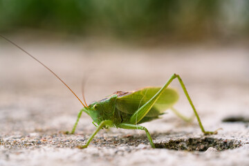 Majestic Grasshopper Posing on Rocky Ground in Vivid Detail. Striking Macro Image of Green Cricket Highlighting Delicate Features