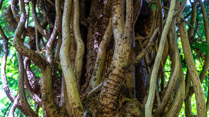 Detail of tree trunk with background forest
