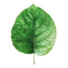 Obraz premium PNG A vibrant green leaf showcasing intricate veins and rich texture, perfect for nature-themed designs and eco-related projects.