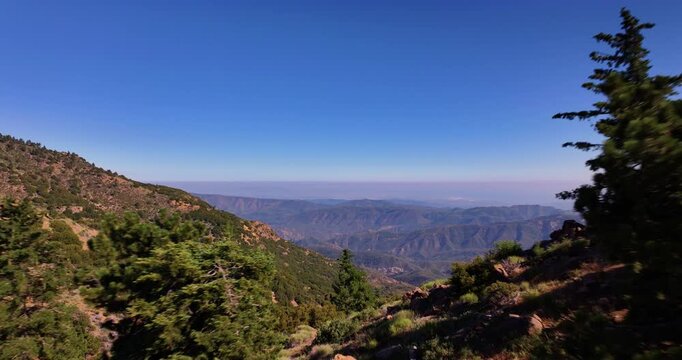 Aerial Drone through Los Padres Pine Mountain Trees 
