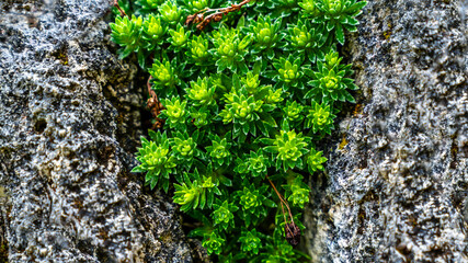 Green saxifraga hostii tausch plant