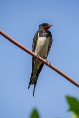 Golondrina en verano