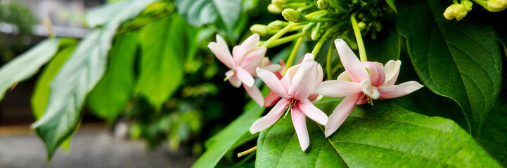 Close-up of delicate pink flowers with green foliage, perfect for spring gardening themes and Earth Day celebrations
