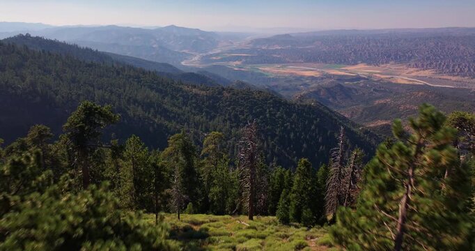 Pine Tree Forest California Aerial Drone