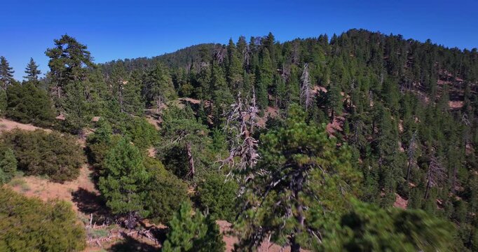 Pine Mountain Forest Reyes Peak California Aerial Video