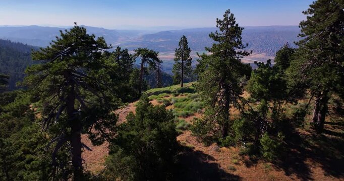 Aerial Drone Pine Forest Trees California 