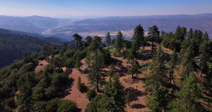 Aerial Drone through Pine Tree Forest Cuyama Valley California 