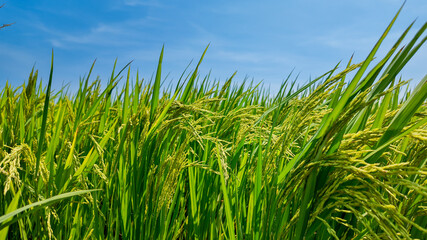 Fototapeta premium Lush green rice paddy field under a clear blue sky, symbolizing agricultural abundance and the harvest season
