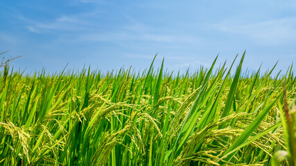 Obraz premium Lush green rice paddies under a clear blue sky representing sustainable farming and agricultural productivity in tropical regions