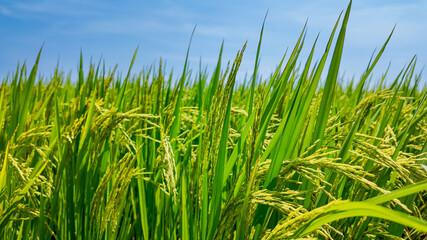 Lush green rice field under a clear blue sky symbolizing agricultural abundance and the celebration of harvest festivals like Pongal and Baisakhi