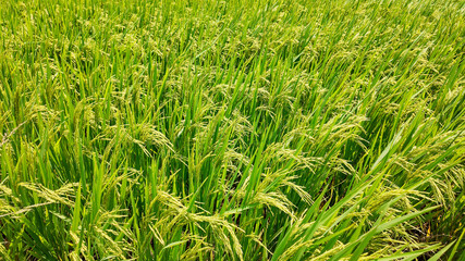 Lush green rice field ready for harvest, symbolizing agricultural abundance and celebrating regional harvest festivals like Pongal and Baisakhi