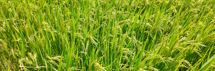 Lush green rice paddy field under the summer sun, highlighting agricultural fertility and the importance of sustainable farming practices
