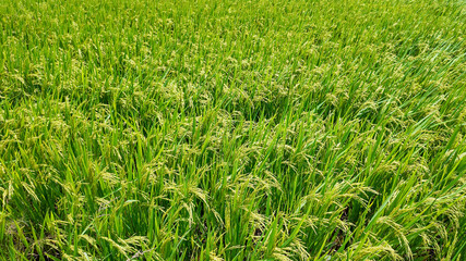 Lush green rice paddy field ready for harvest, symbolizing agricultural prosperity and food security