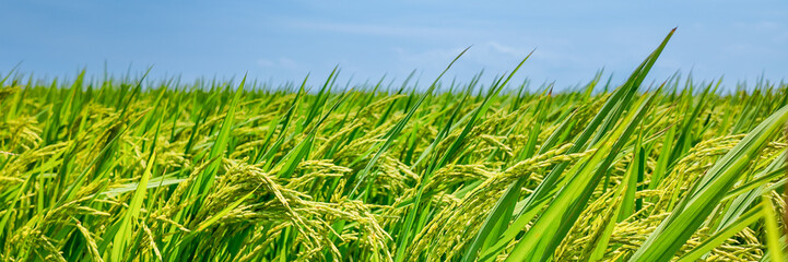 Lush green rice field under a clear blue sky, representing agricultural abundance and sustainability, ideal for harvest season-themed content