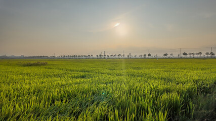 Expansive green rice field under a serene sunset sky, symbolizing agricultural freshness and growth...
