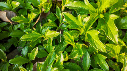 Close-up of lush green groundcover plants with sunlight streaming through, ideal for gardening and landscaping concepts