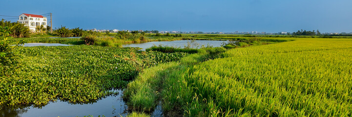 A serene landscape of lush green rice fields and a distant house, illustrating rural life and...