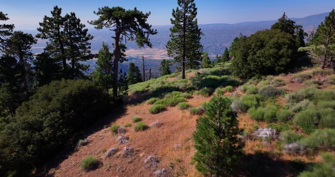 Aerial Drone through Pine Trees on Reyes Peak California 