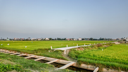 A serene rice paddy field in Vietnam, highlighting rural agricultural life and sustainable farming challenges