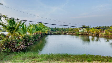 Serene tropical pond landscape surrounded by lush palm trees, perfect for representing eco-tourism and nature conservation