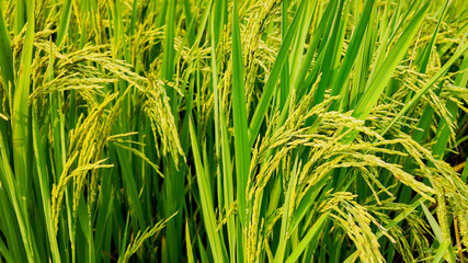 Lush, green rice paddies symbolize rural agriculture and food security, central to Asian harvest festivals like the Mid-Autumn Festival