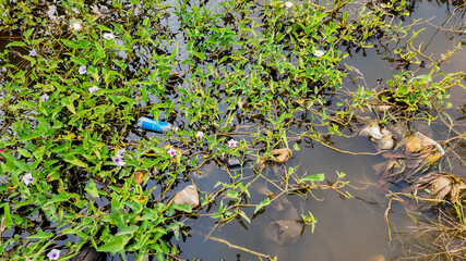 Polluted water with plastic waste amidst green plants highlights the environmental issue of water pollution and its ecological impact