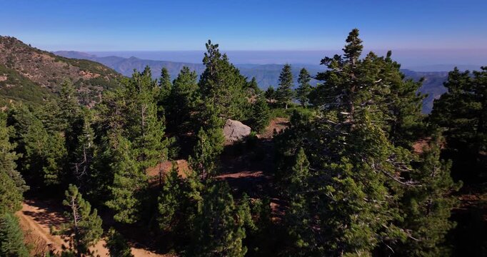 Ojai California Pine Forest Trees Aerial Video 