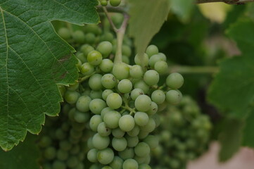 grapes on vine