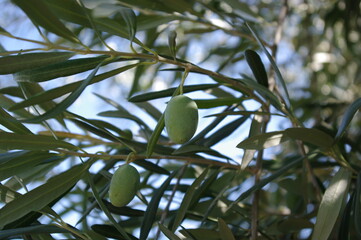 green olives on tree