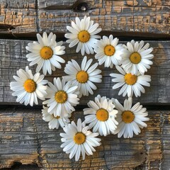 Obraz premium Daisy Atop a Rustic Wooden Background, Capturing the Essence of Spring in a Natural Aesthetic Overhead View