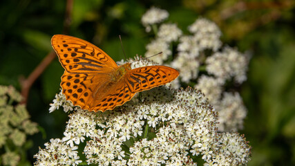 Kaisermantel, Schmetterling