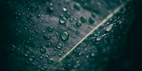 Green Leaf with Water Droplets on Surface - Nature Background