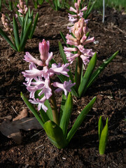 Fototapeta premium Close-up of the Dutch Hyacinth (Hyacinthus orientalis) 'Anna Marie' flowering with starry, pale pink flowers with darker centers in the garden
