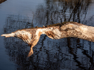 Tree with beaver damage and signs on wood trunk from teeth. Tree almost cut by beaver next to water surrounded with wood chips