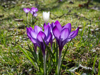 Close-up of purple spring crocuses (Crocus vernus) flowering in a park among dry, brown leaves and fresh green grass in early spring