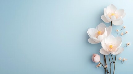 Fototapeta premium White Flowers on Light Blue Background.