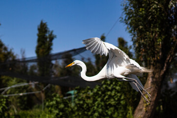 Garza volando en Xochimilco