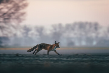 A fox (Vulpes vulpes) running across a cultivated field at sunrise. The photo captures the wildness and beauty of nature, showcasing the fox in its natural habitat during a morning run.