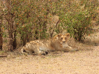 lioness of maasai mara