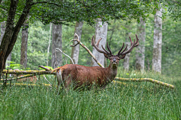 deer in the forest