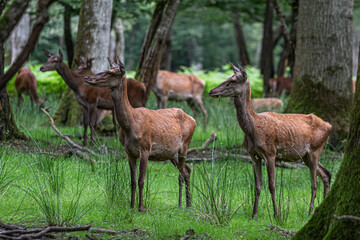 deer in the forest