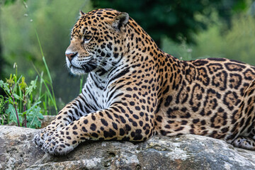 jaguar in zoo