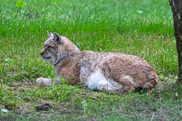cat in the grass