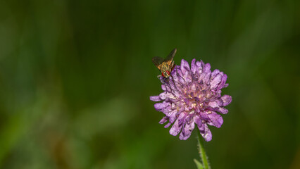 Fliege auf Blüte