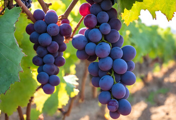 Fototapeta premium Vine grapes on tree